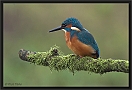 ijsvogel DSC_0024-01